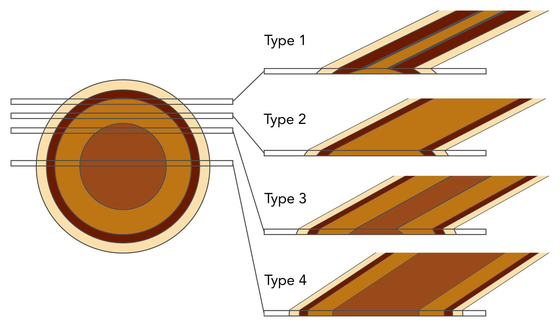 diagram of a log of ferréol revealing concentric rings of beige, dark brown, tan, and reddish layers of wood alongside four examples of the possible color variations in single slices of the log