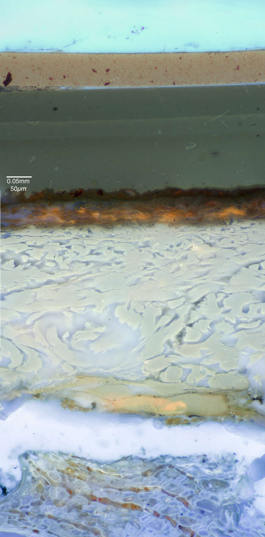 cross-section photomicrograph revealing the multi-layer structure of the lacquer under UV light, with strips of bright blue, tan, green, bronze, white, and light blue