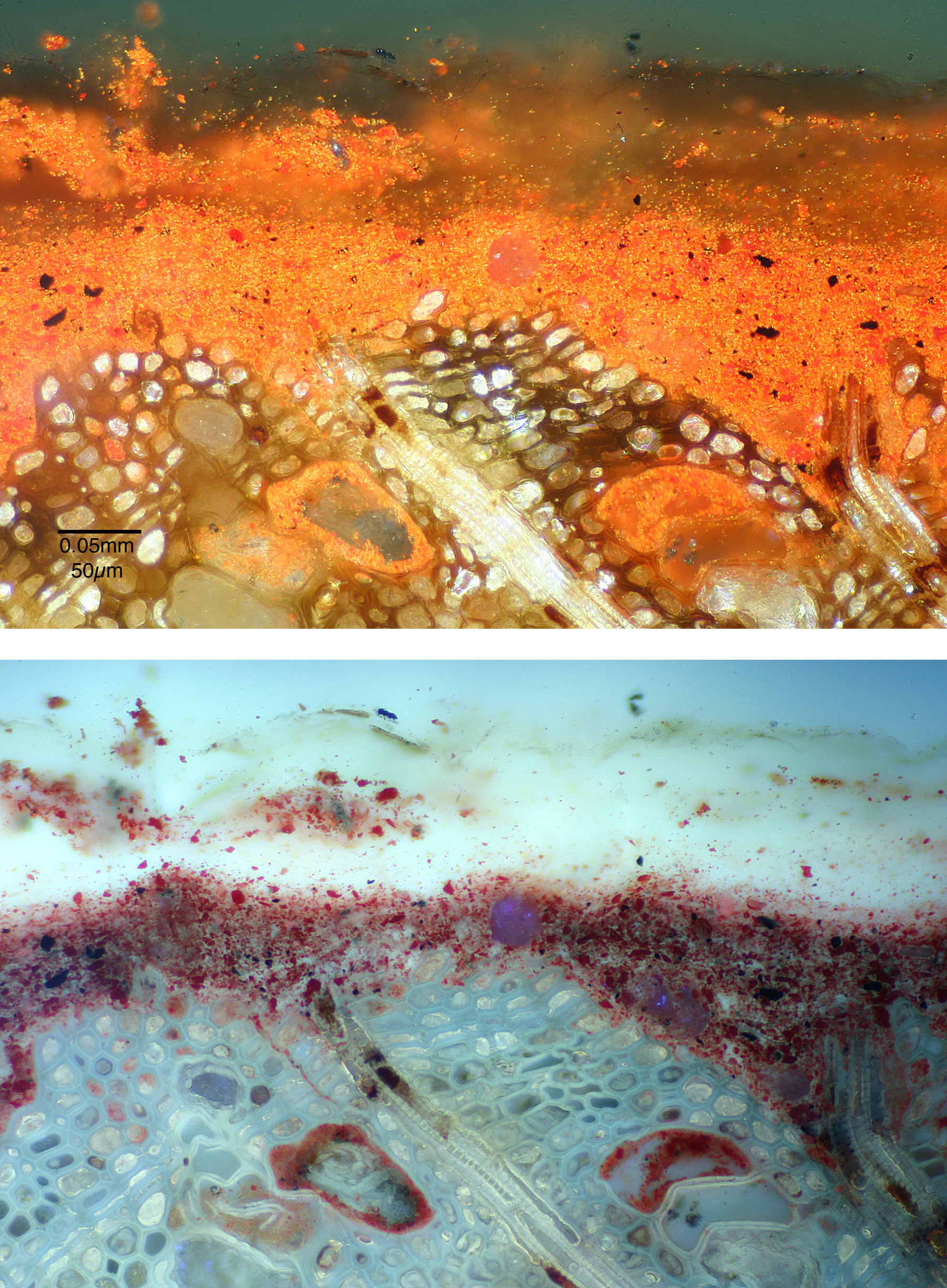 two cross-section photomicrographs revealing the multi-layer structure of the varnish; the top shows the lacquer in luminous shades of orange and gold under visible light, the bottom in shades of blue, red, purple, and white under UV light